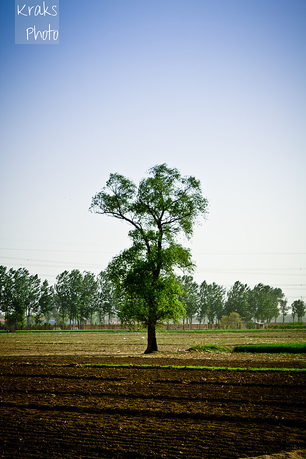 A Tree, 2011